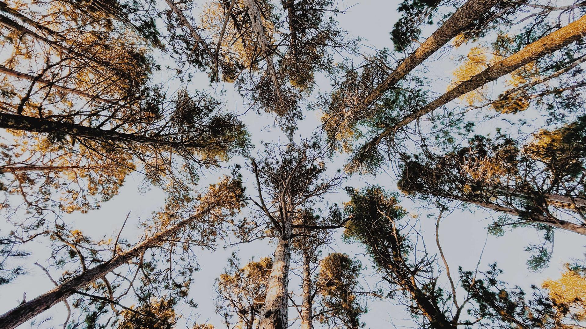 looking up at pine trees in a forest