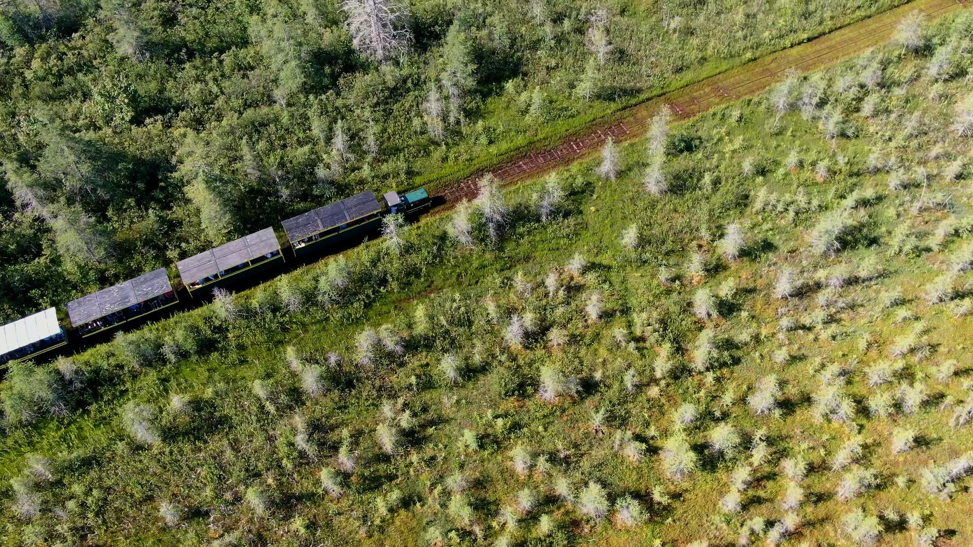 A birdseye view of the Toonerville Trolley passing through trees.
