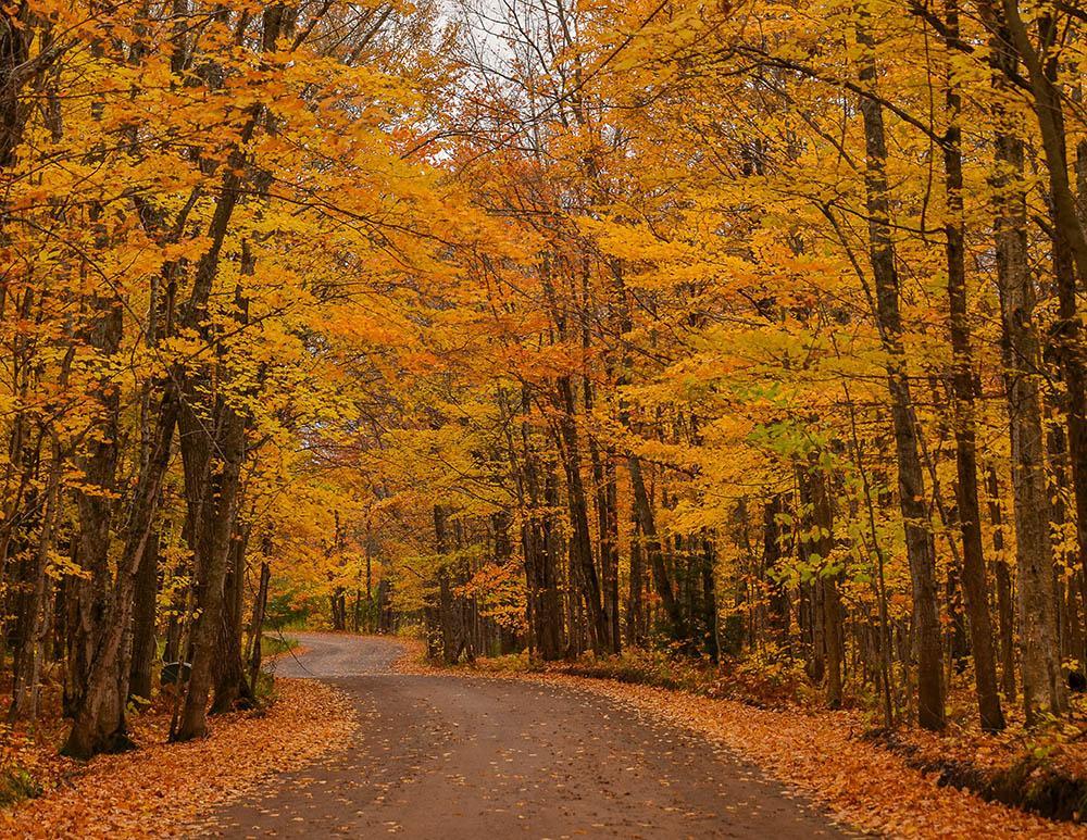A road covered in fall foliage.