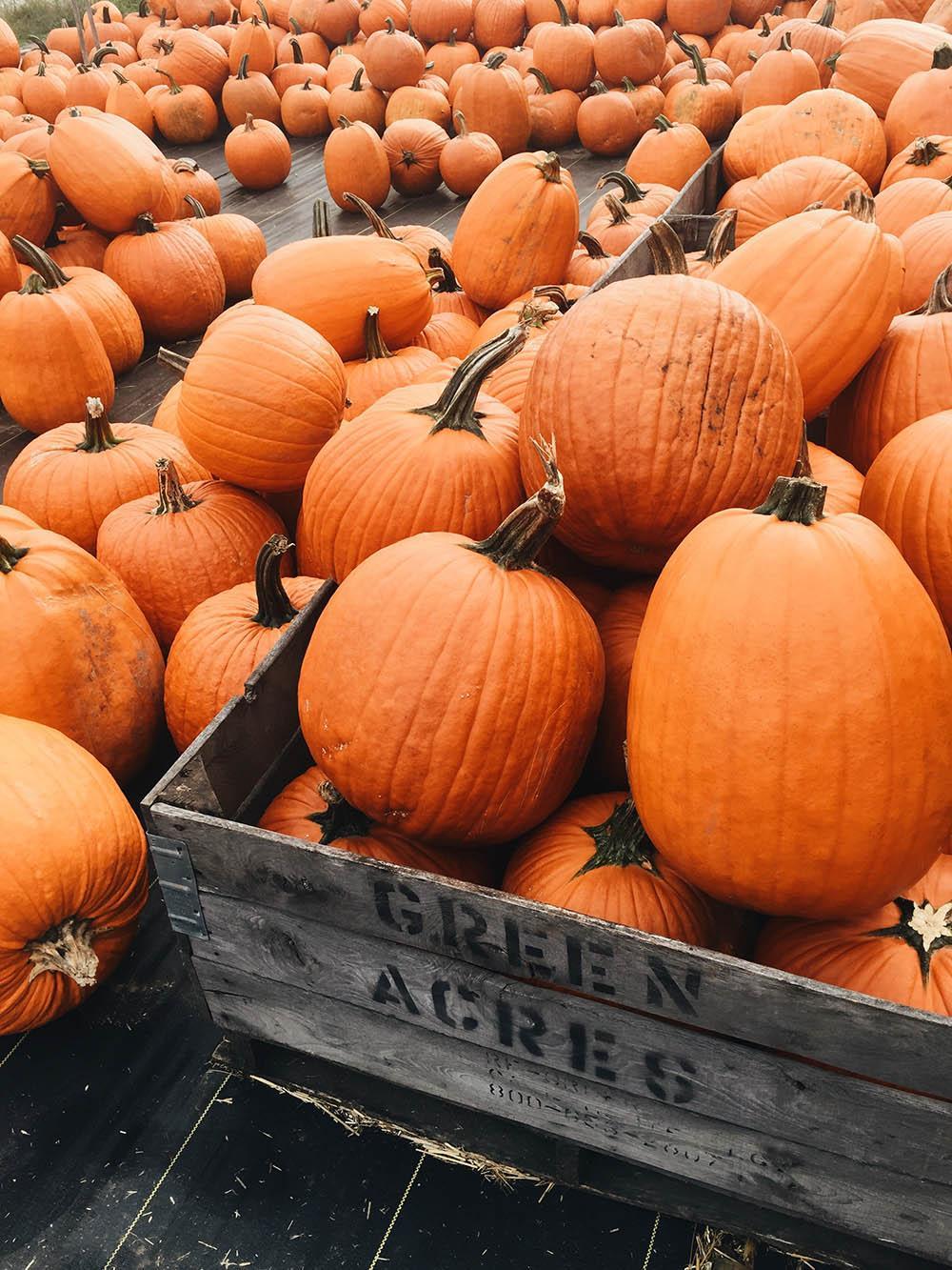 A cart full of pumpkins.