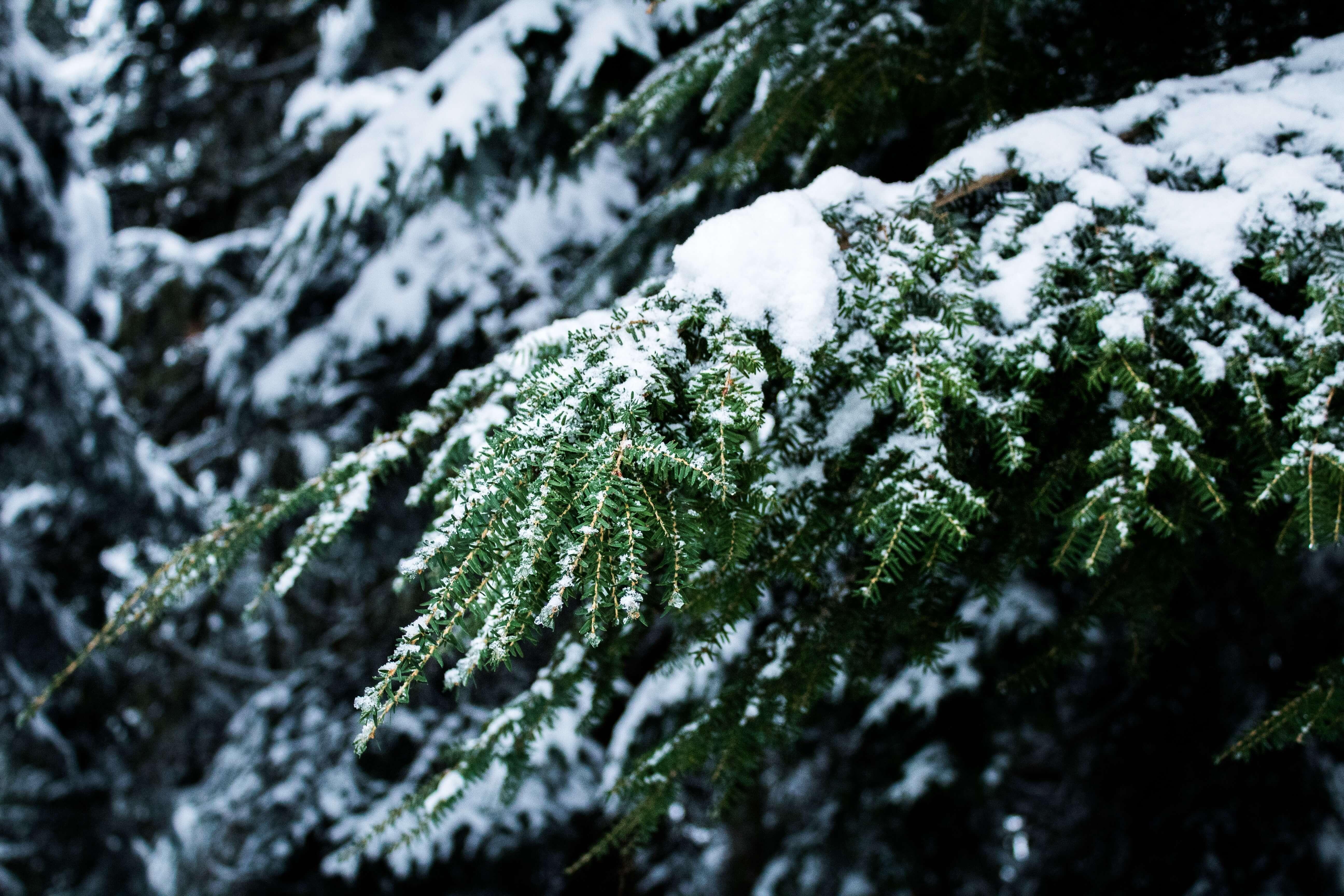pine tree limb covered in snow