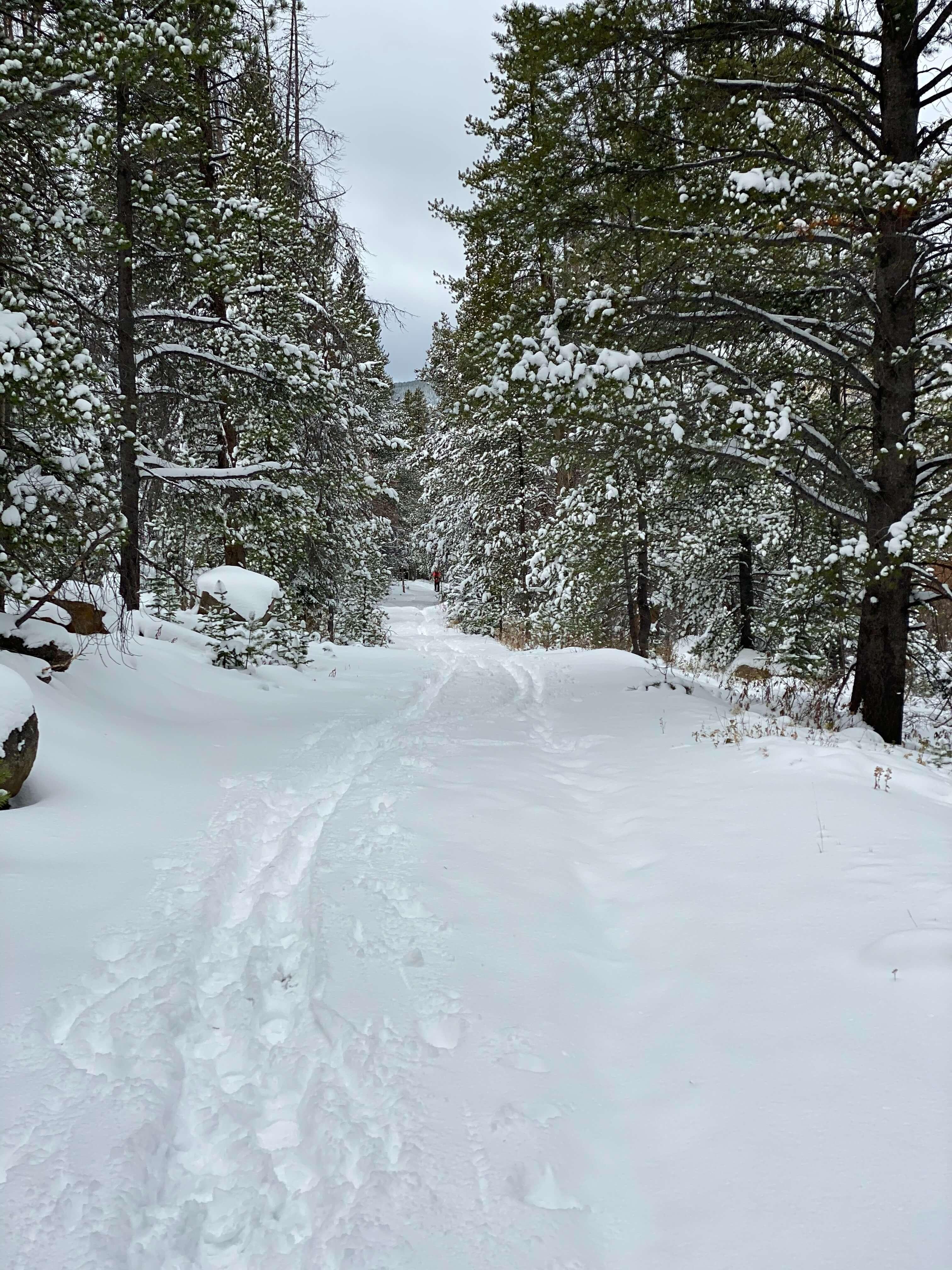 trail in the snowy woods