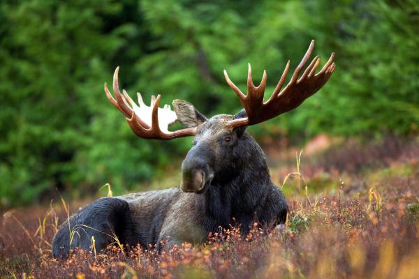 Moose Image