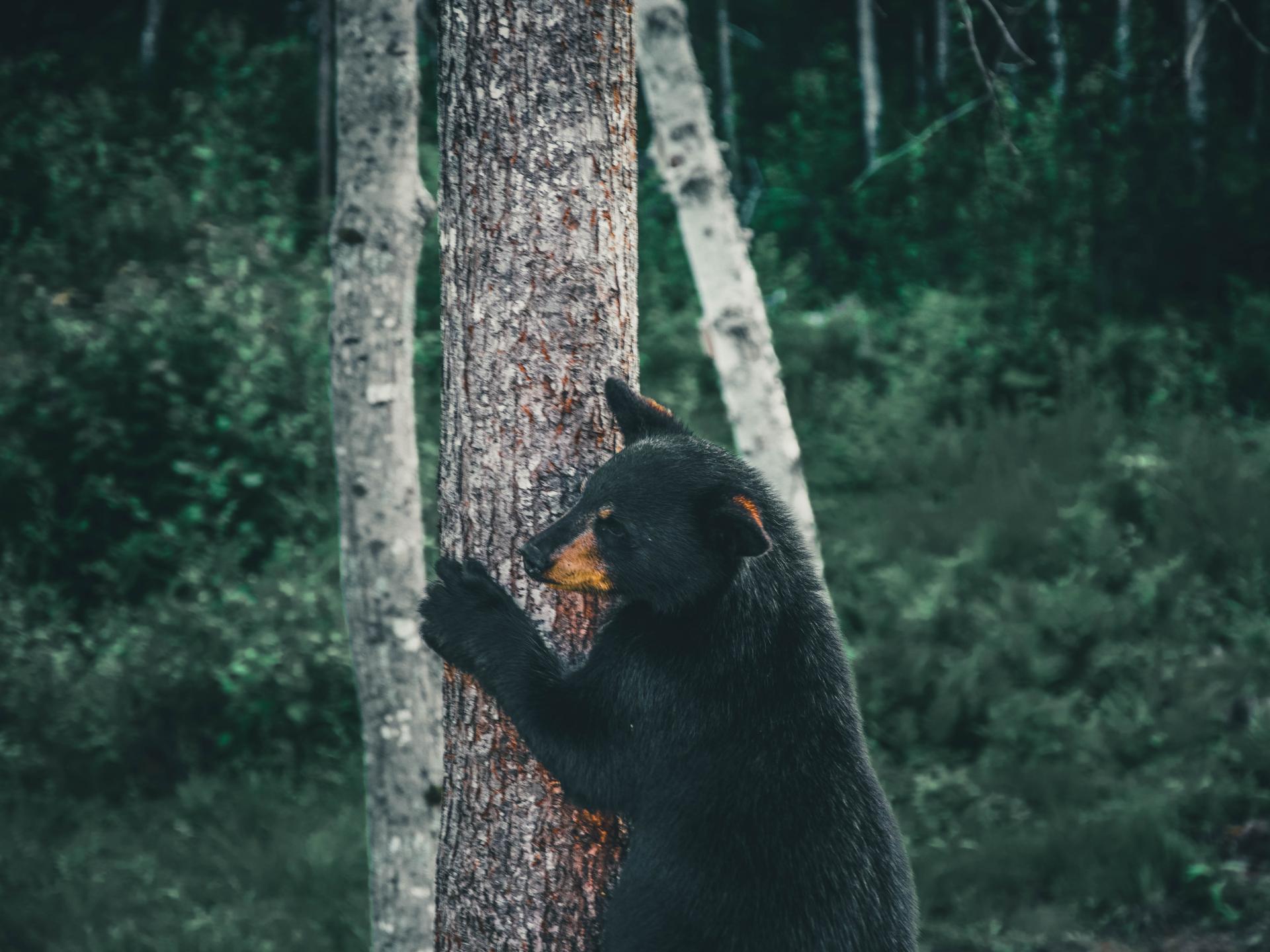 Black bear scratching a tree