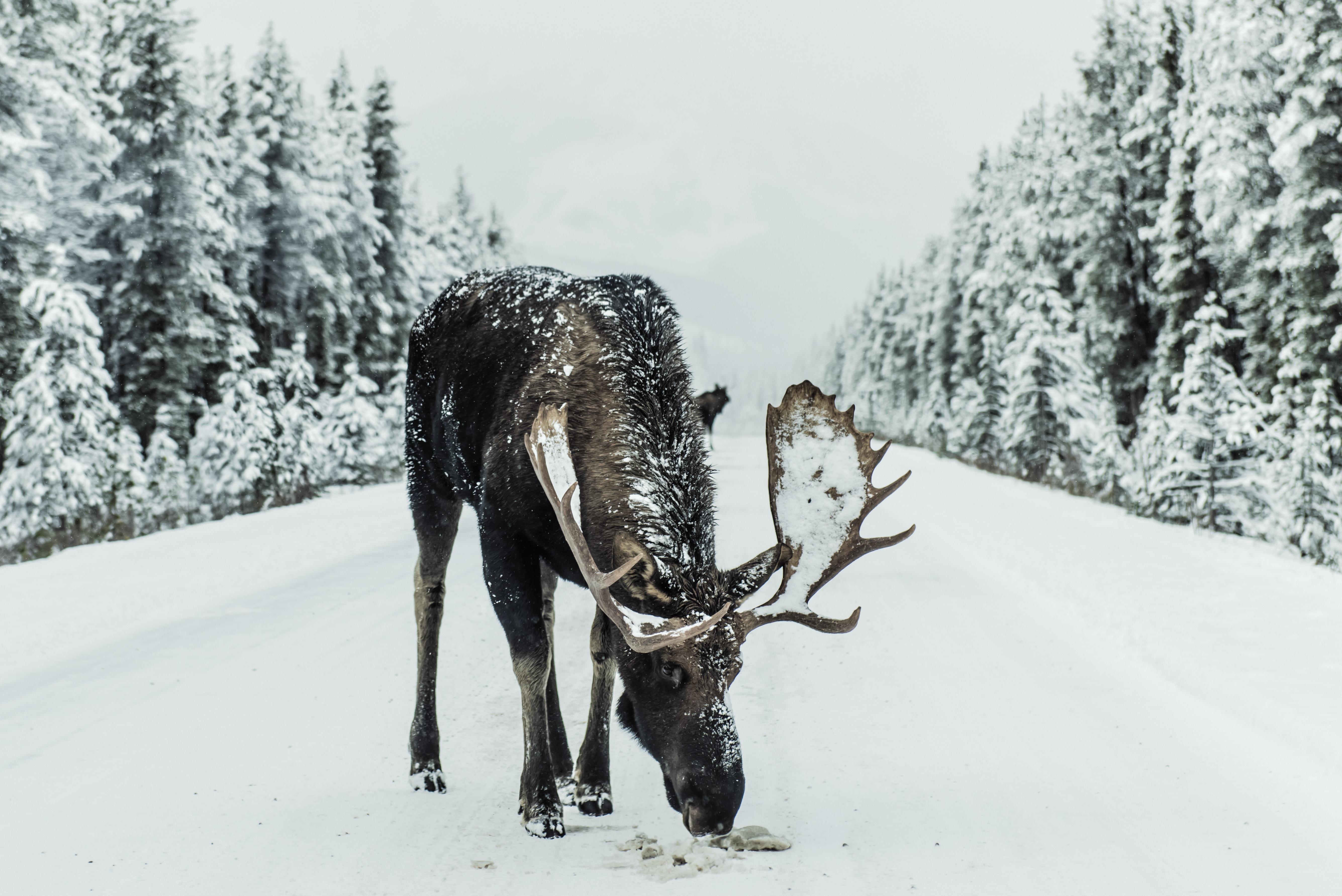 moose on a snowy road