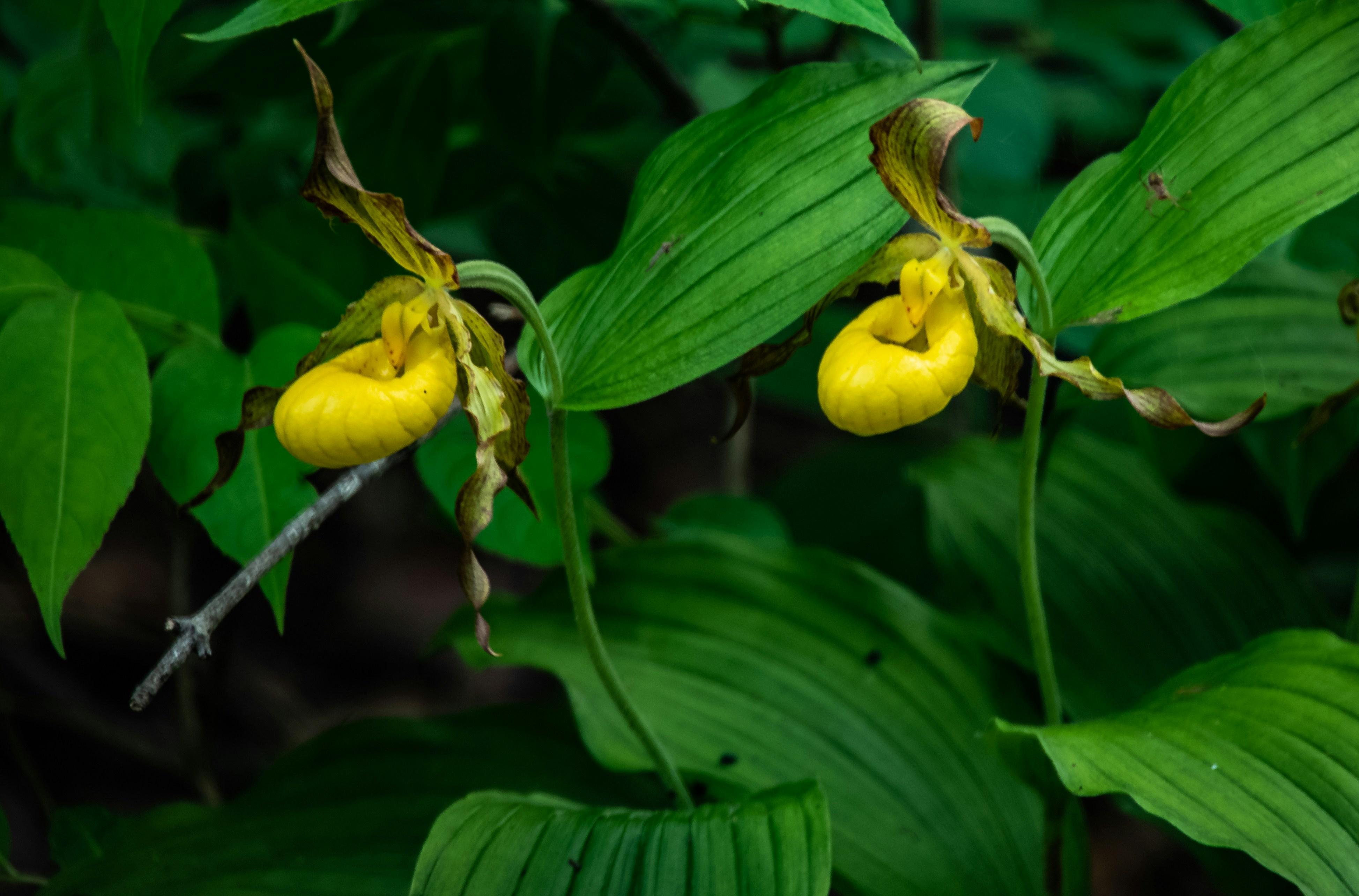 Yellow Ladyslippers