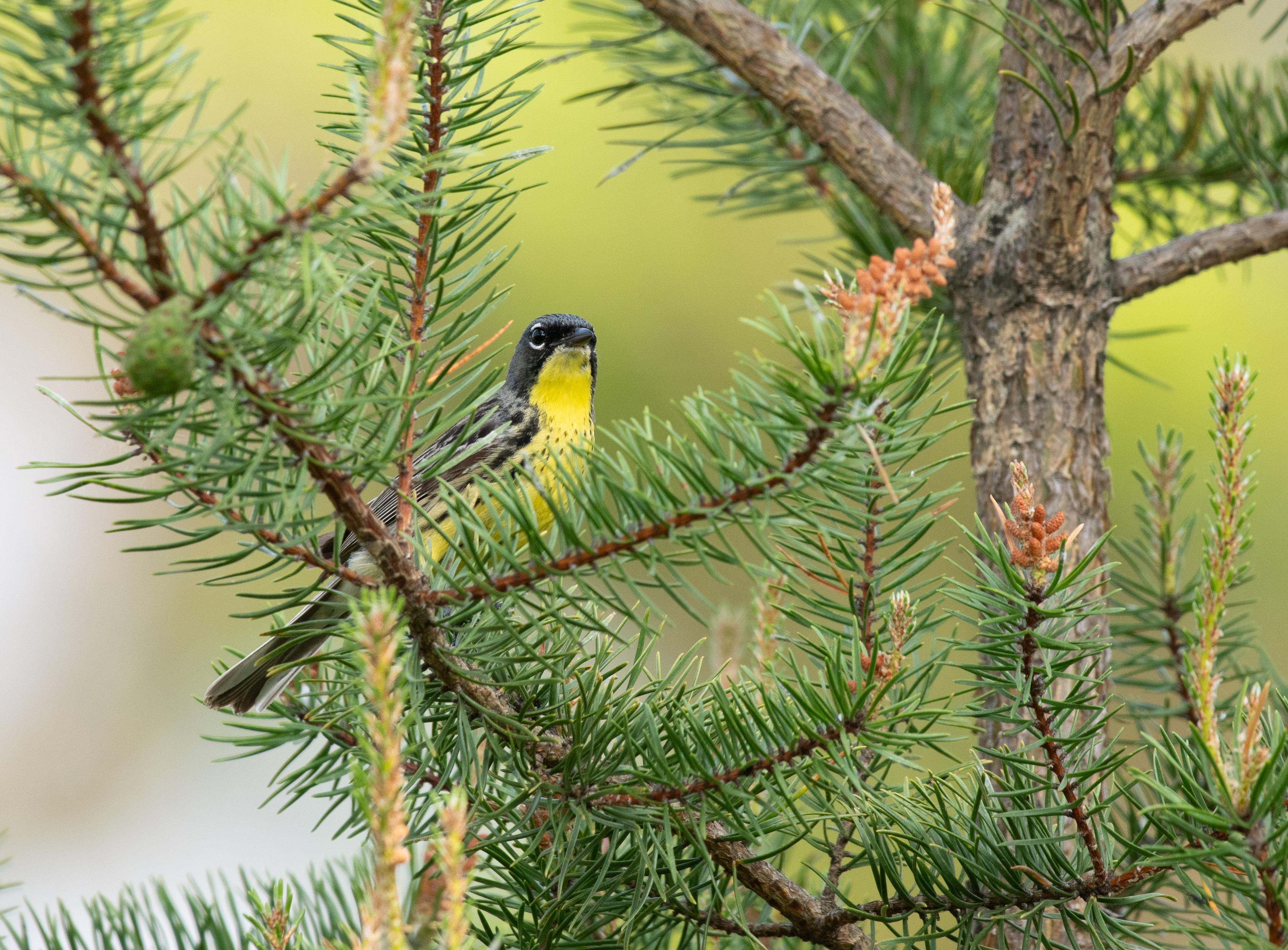 Kirkland Warbler