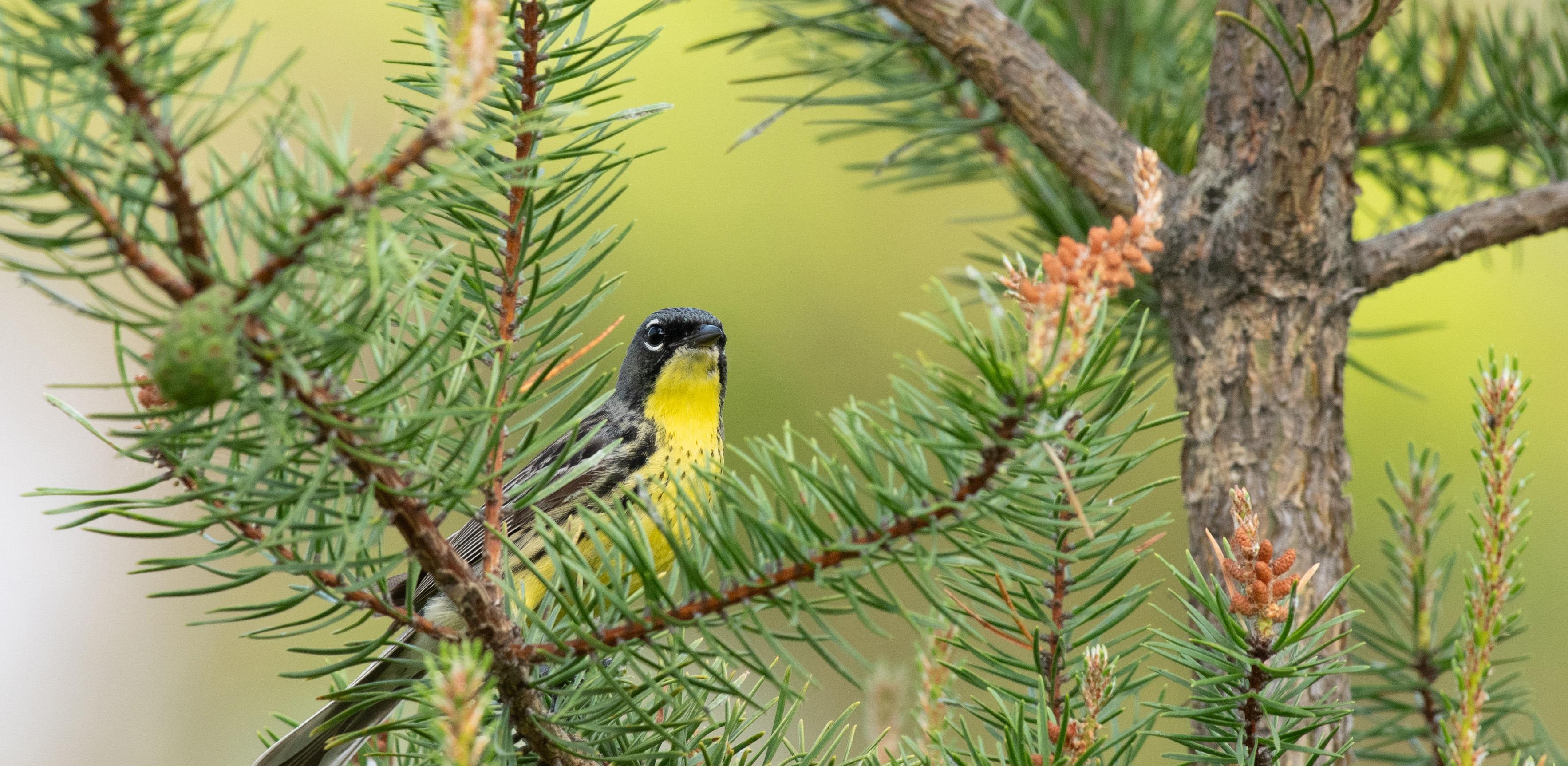 Kirkland Warbler in a pine tree