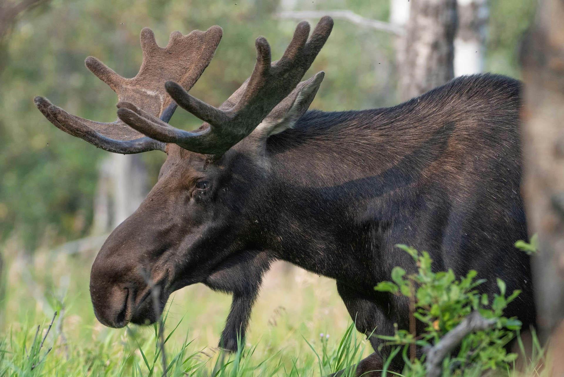 A Moose.