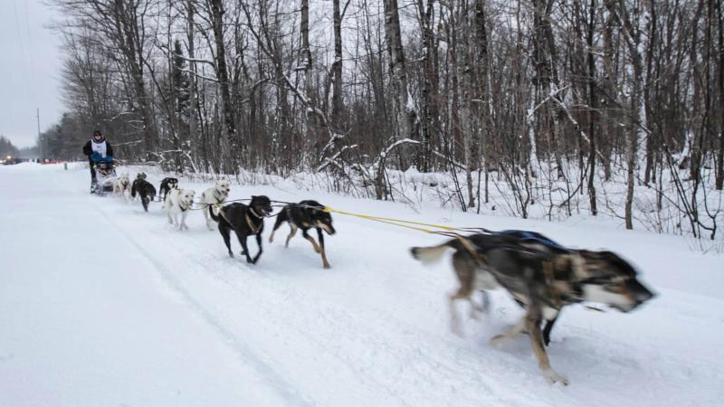 man mushing sled of dogs in winter