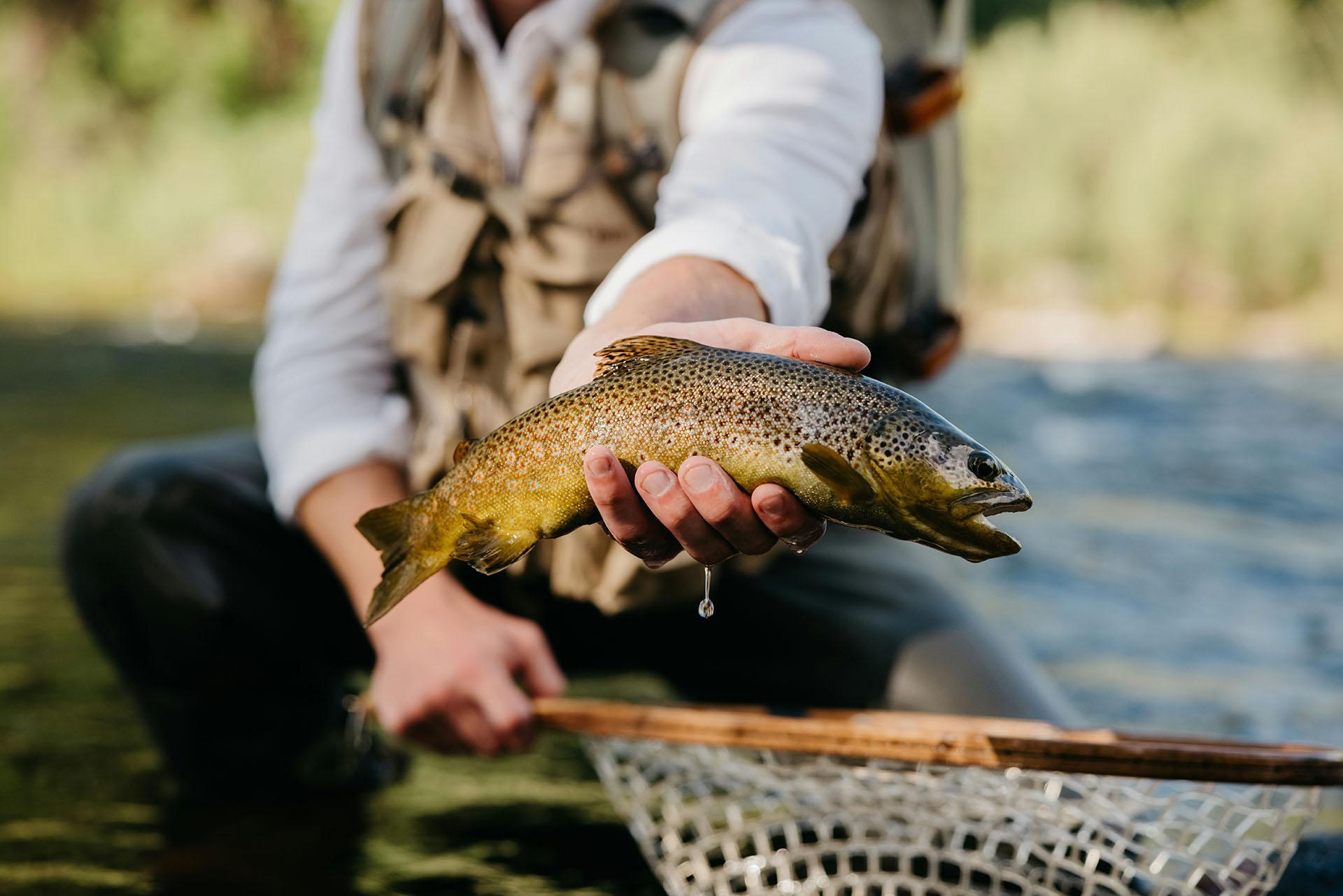 Brown Trout