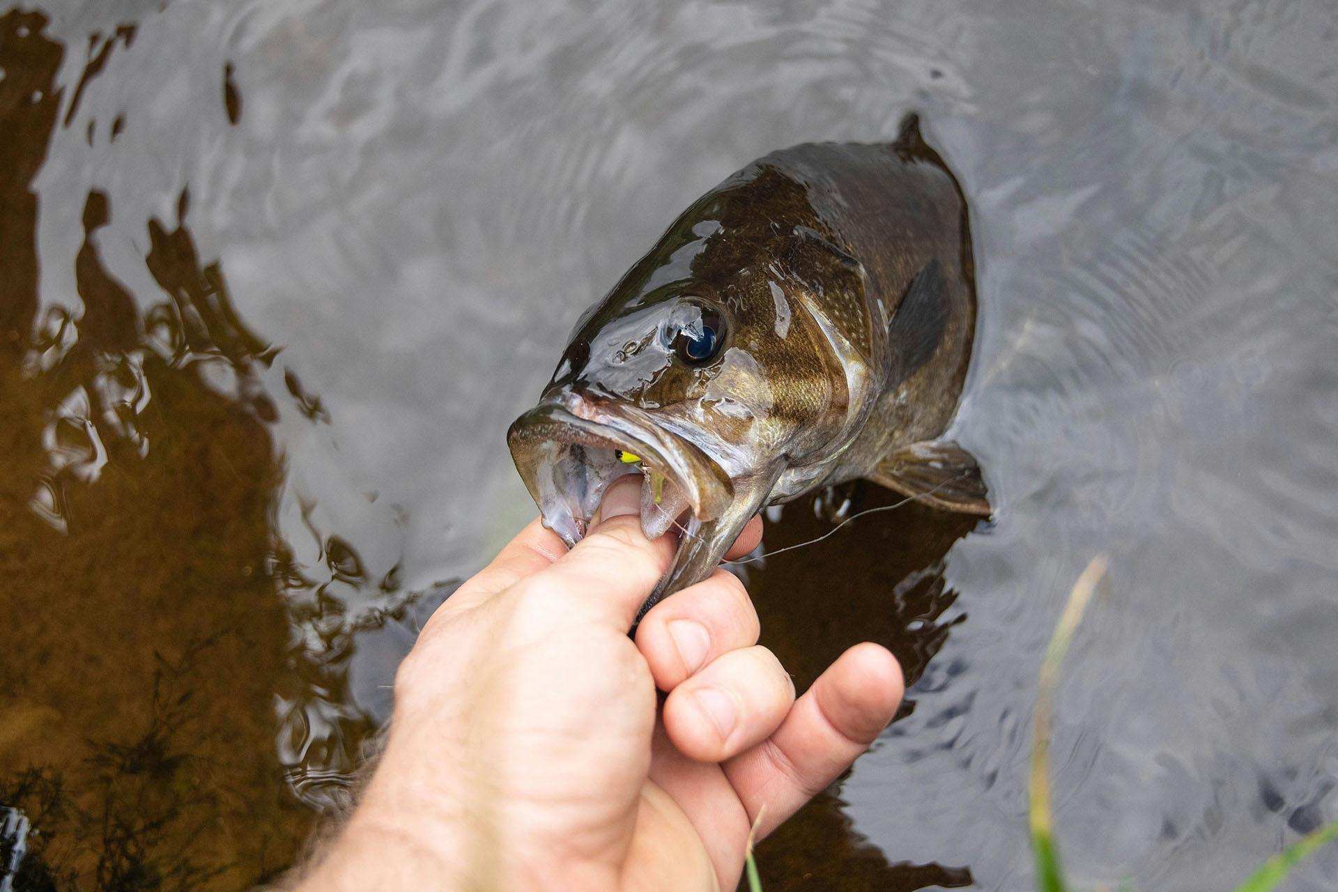 Smallmouth Bass