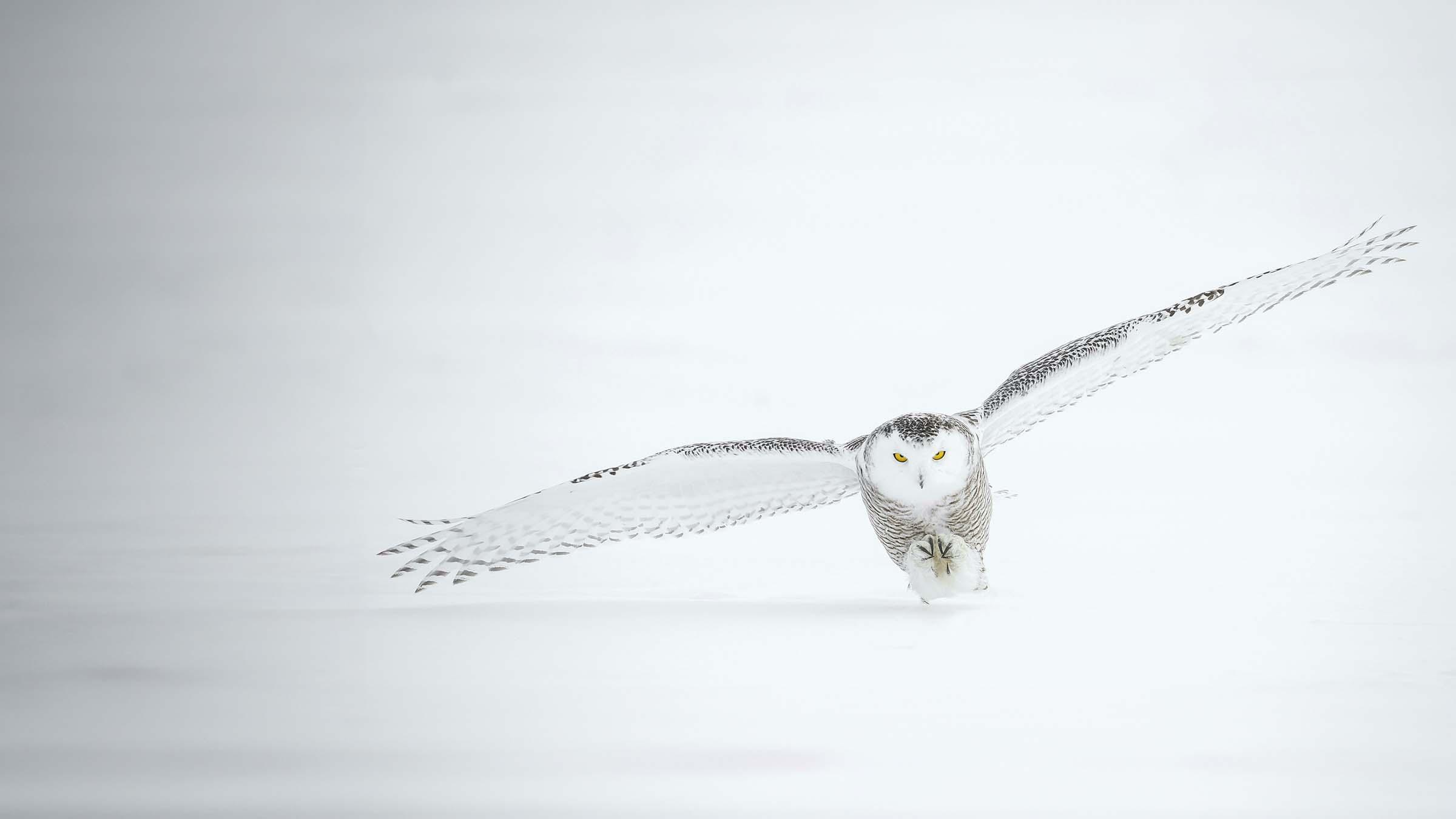 snowy owl in flight