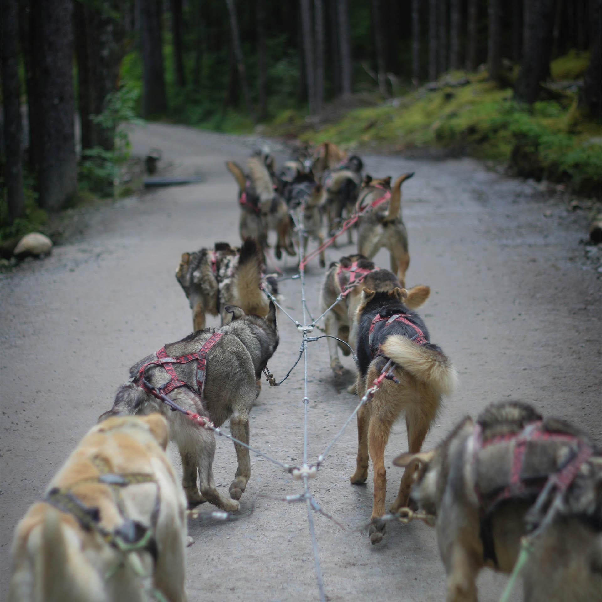 Dog sledding in the summer.