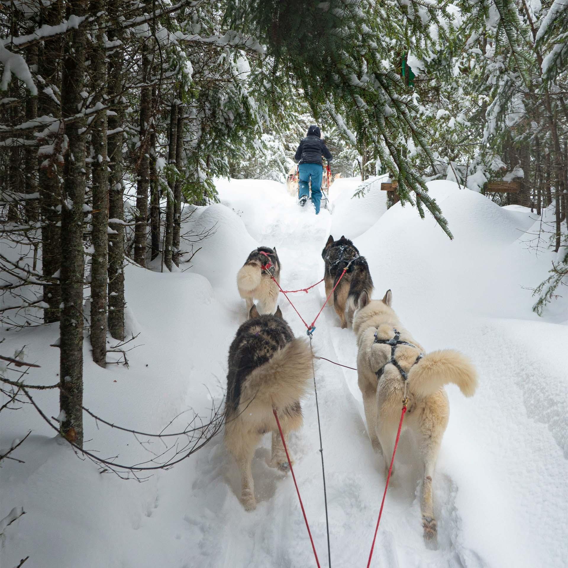 Dog sledding in freshly fallen snow.