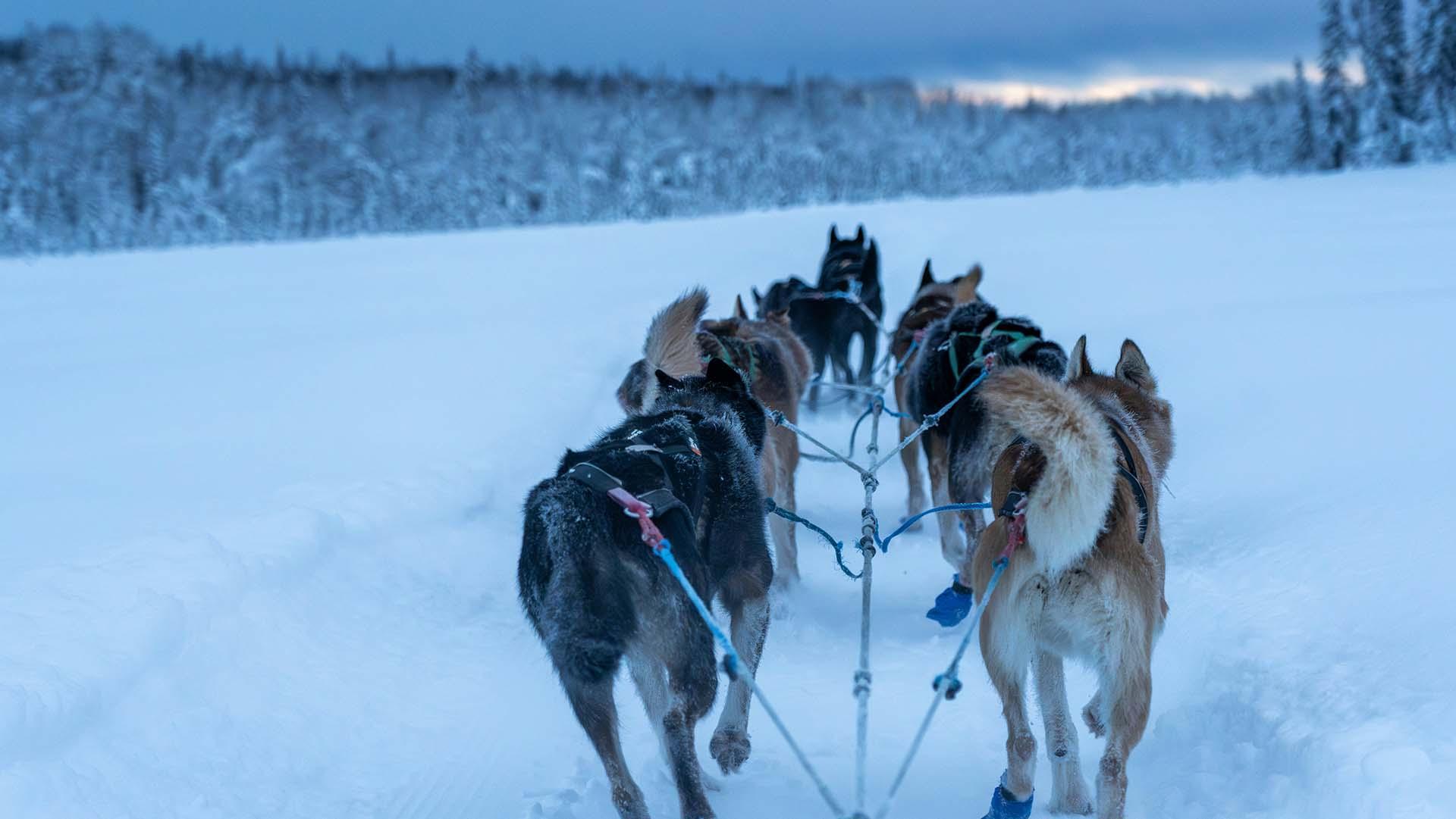 Dogs pulling a sled at dusk.