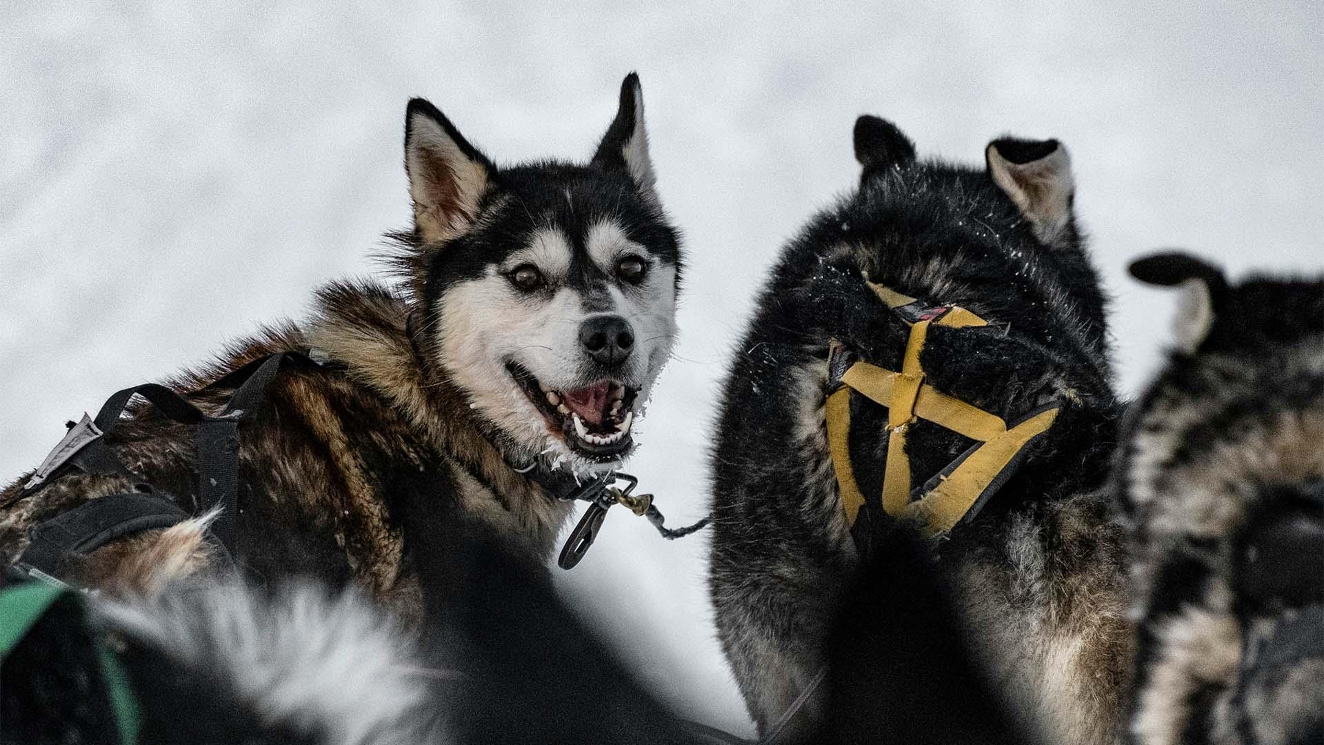 Happy looking dogs. 