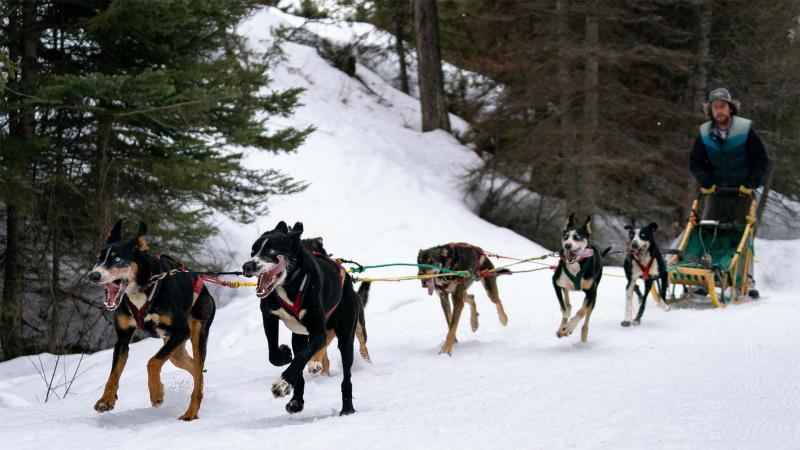 Dog sledding.