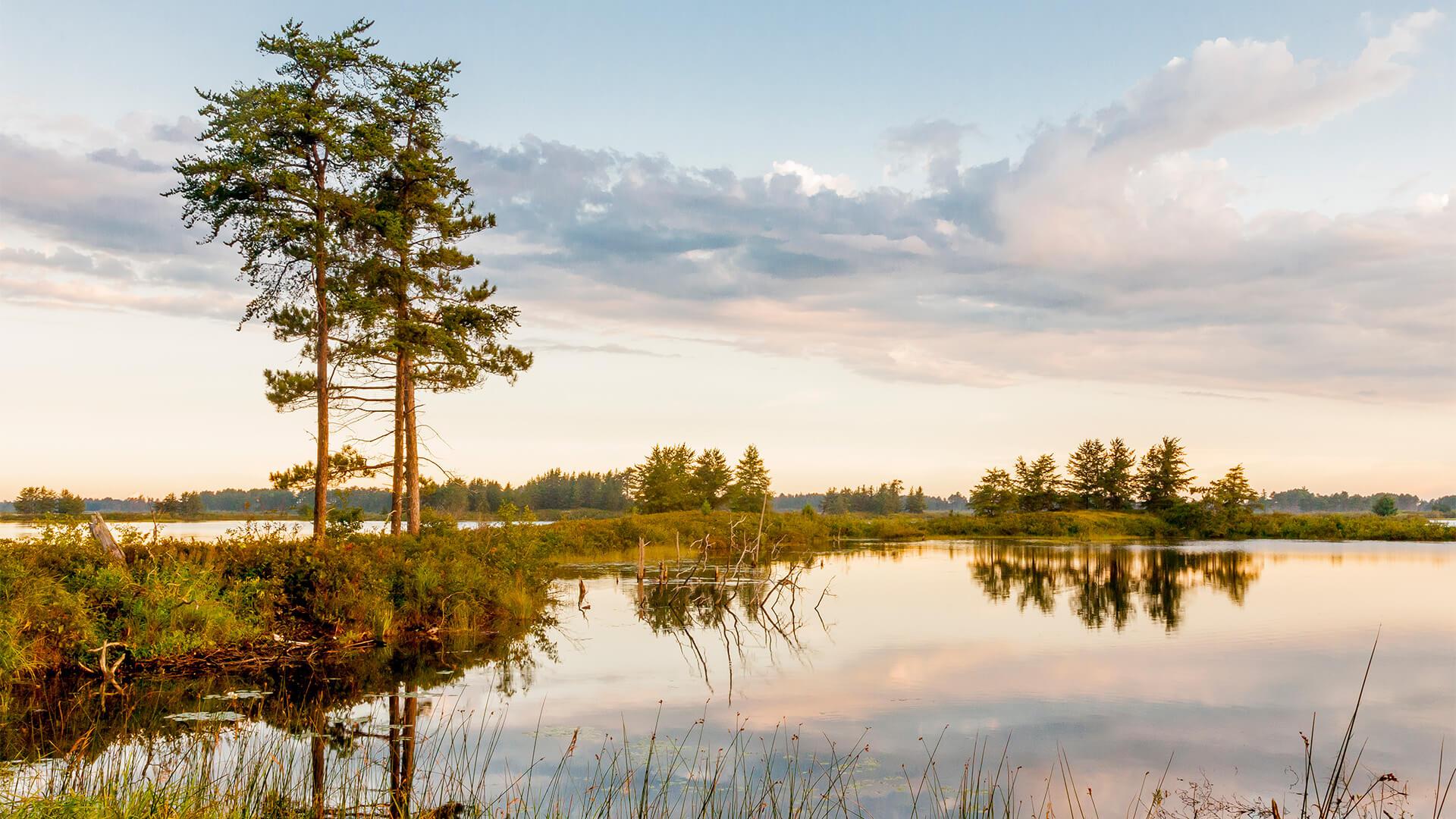 a natural wetland scene with clouds reflected on the water and a solitary tree