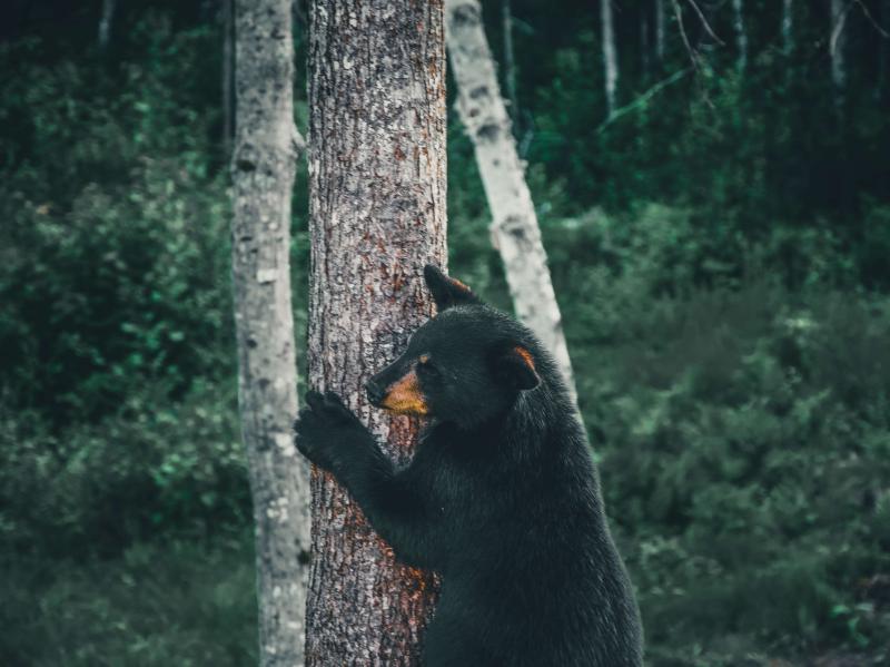 Young black bear clawing at a tree