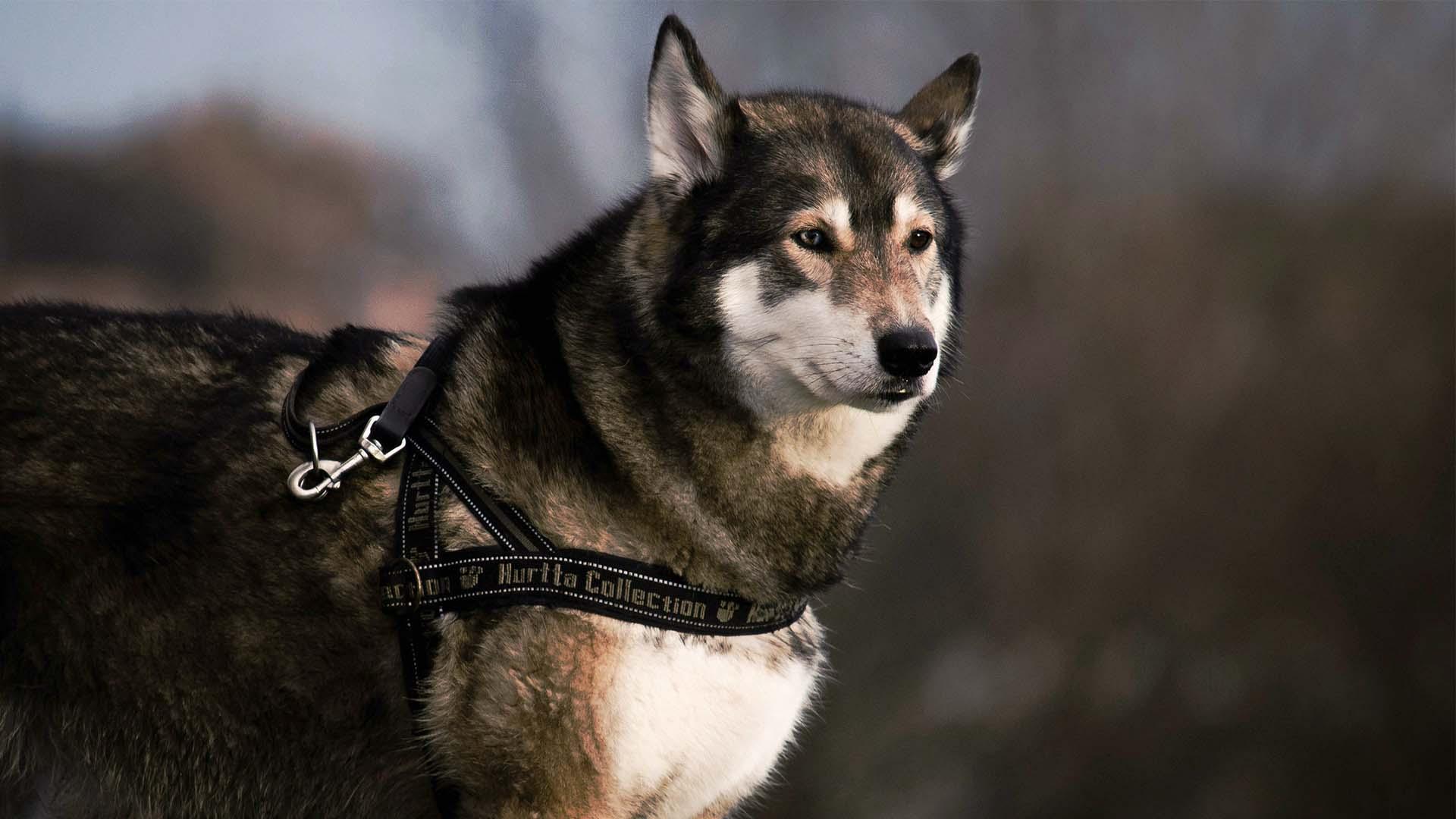 A Husky