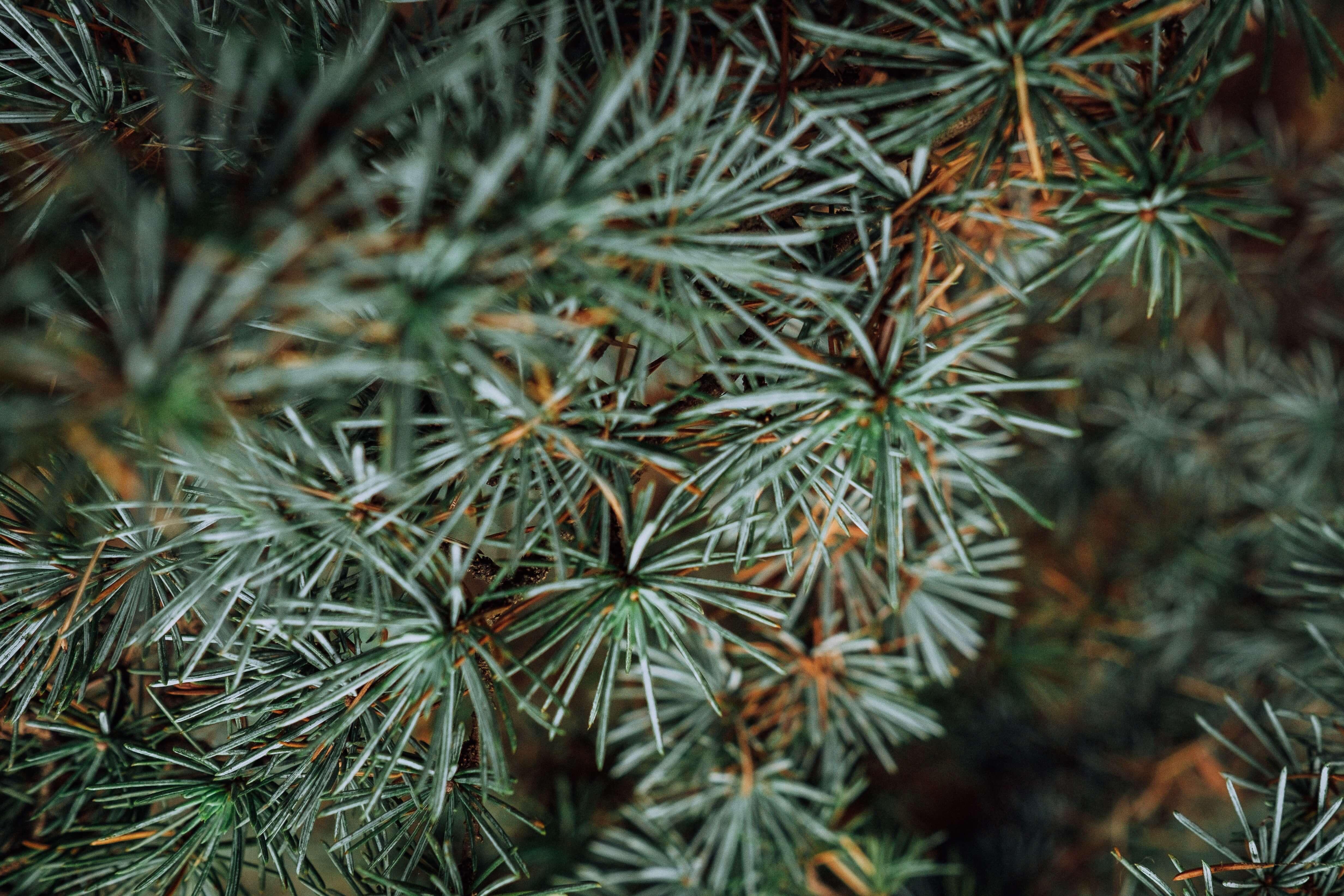 close-up of pine trees