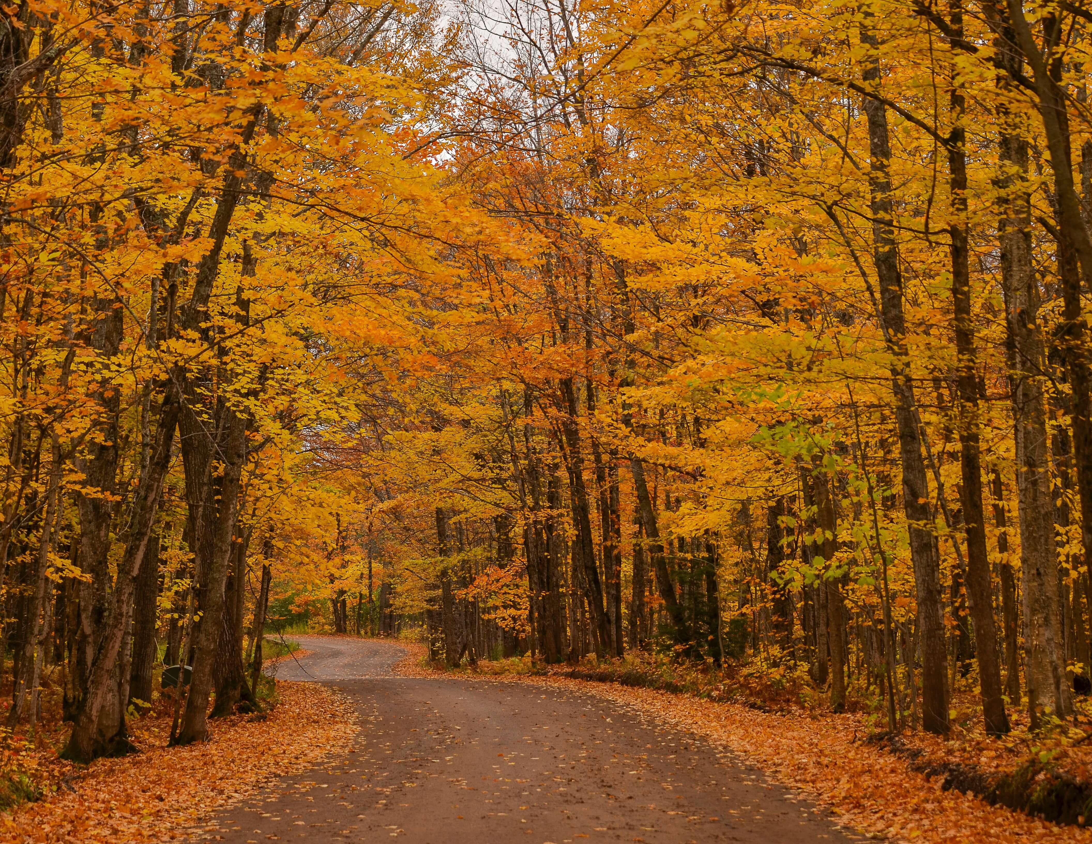 path through a forest of golden trees