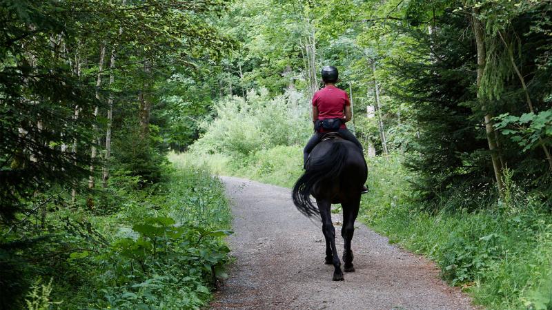 person riding a black horse down a tree-lined path