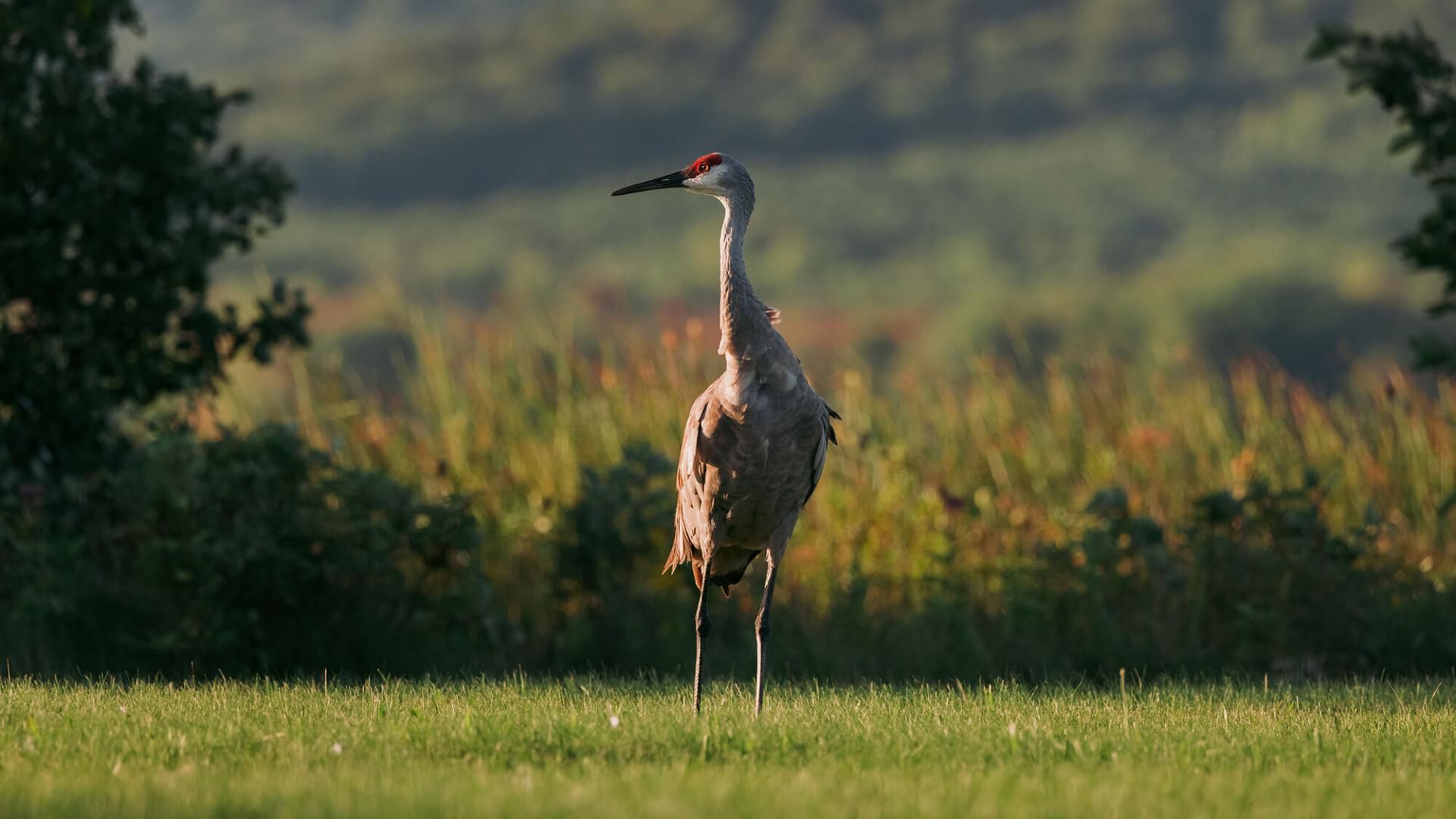 sandhill crane standing in a grassy field
