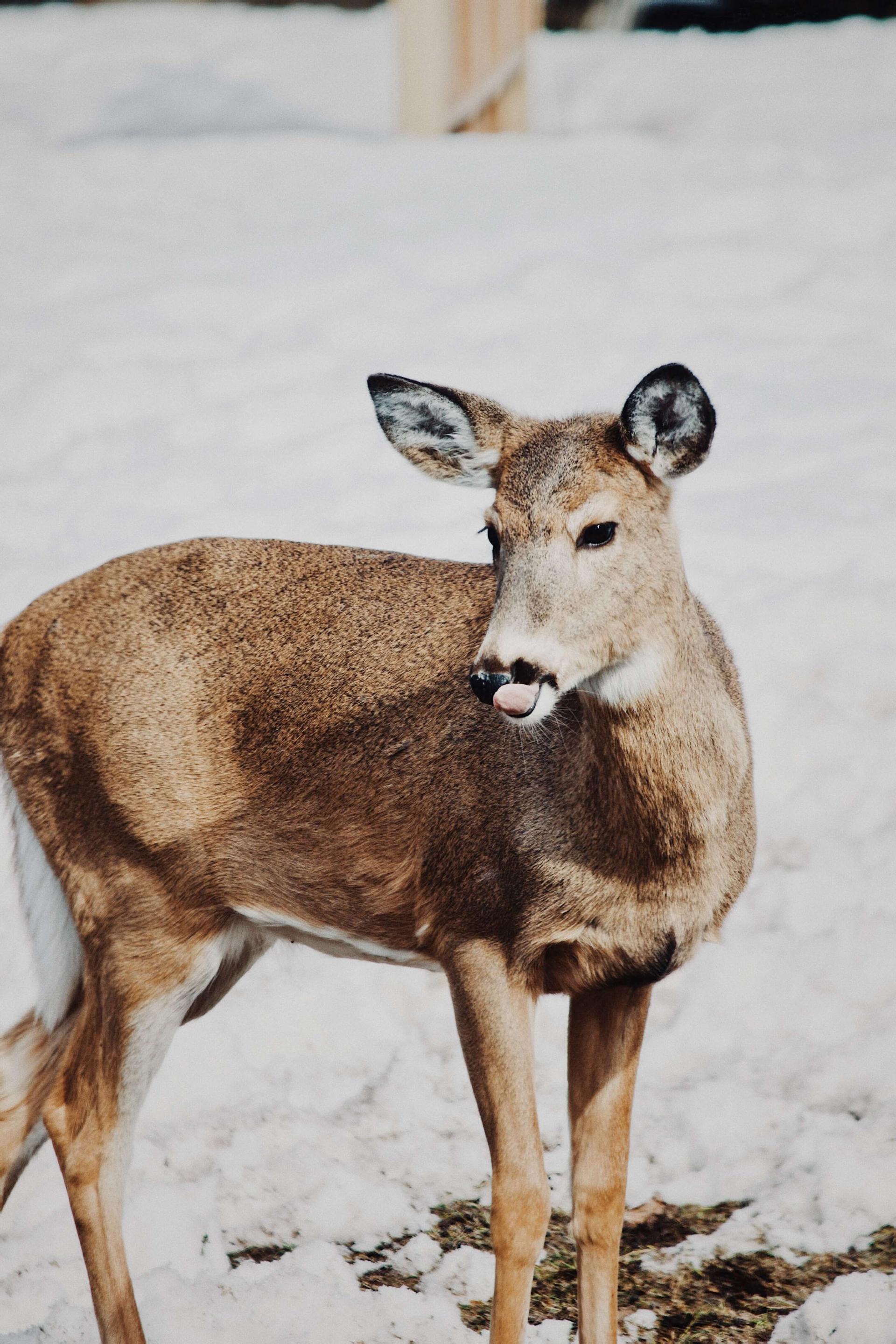 deer standing in the snow