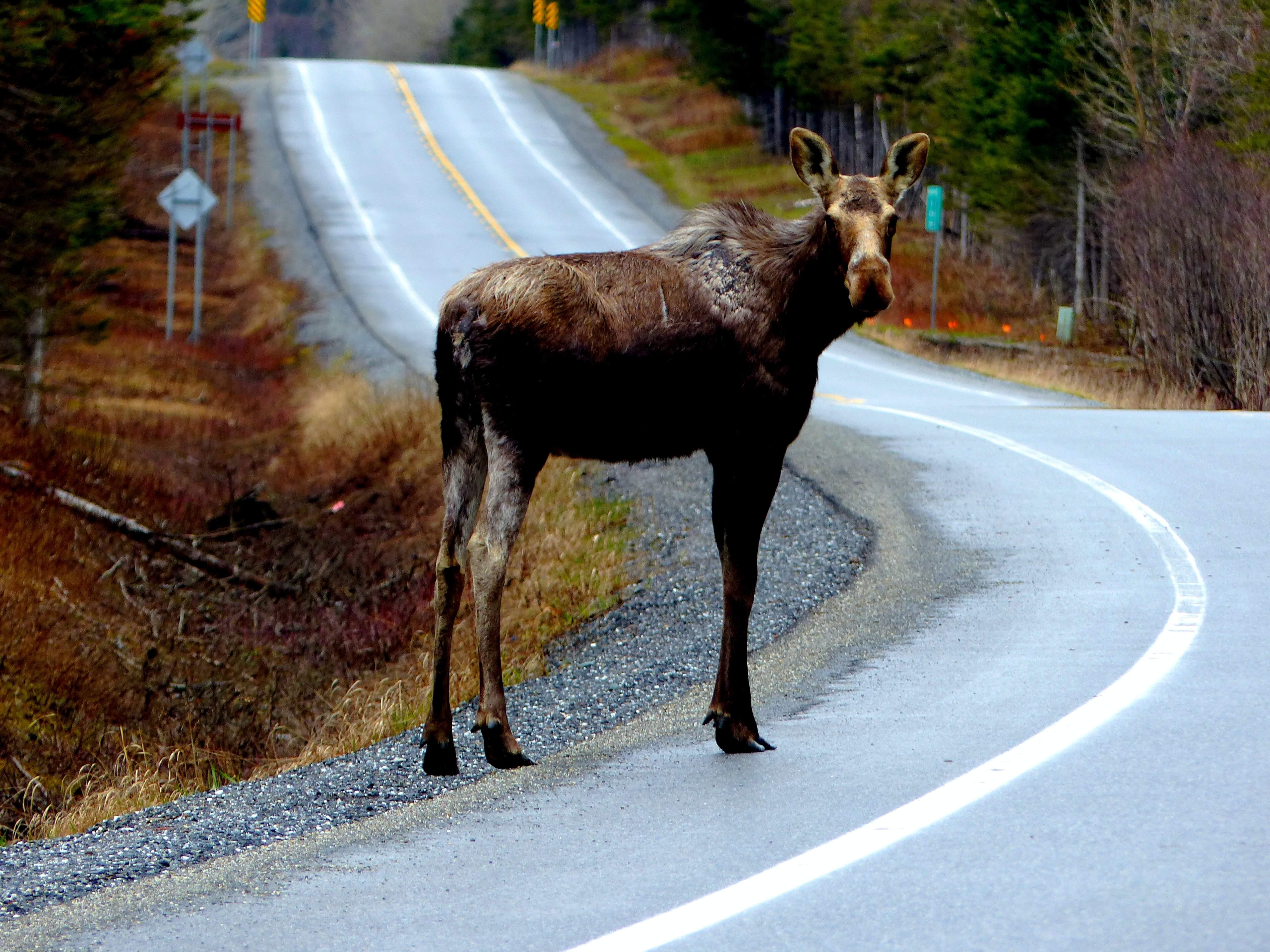 young moose standing on the side of the road