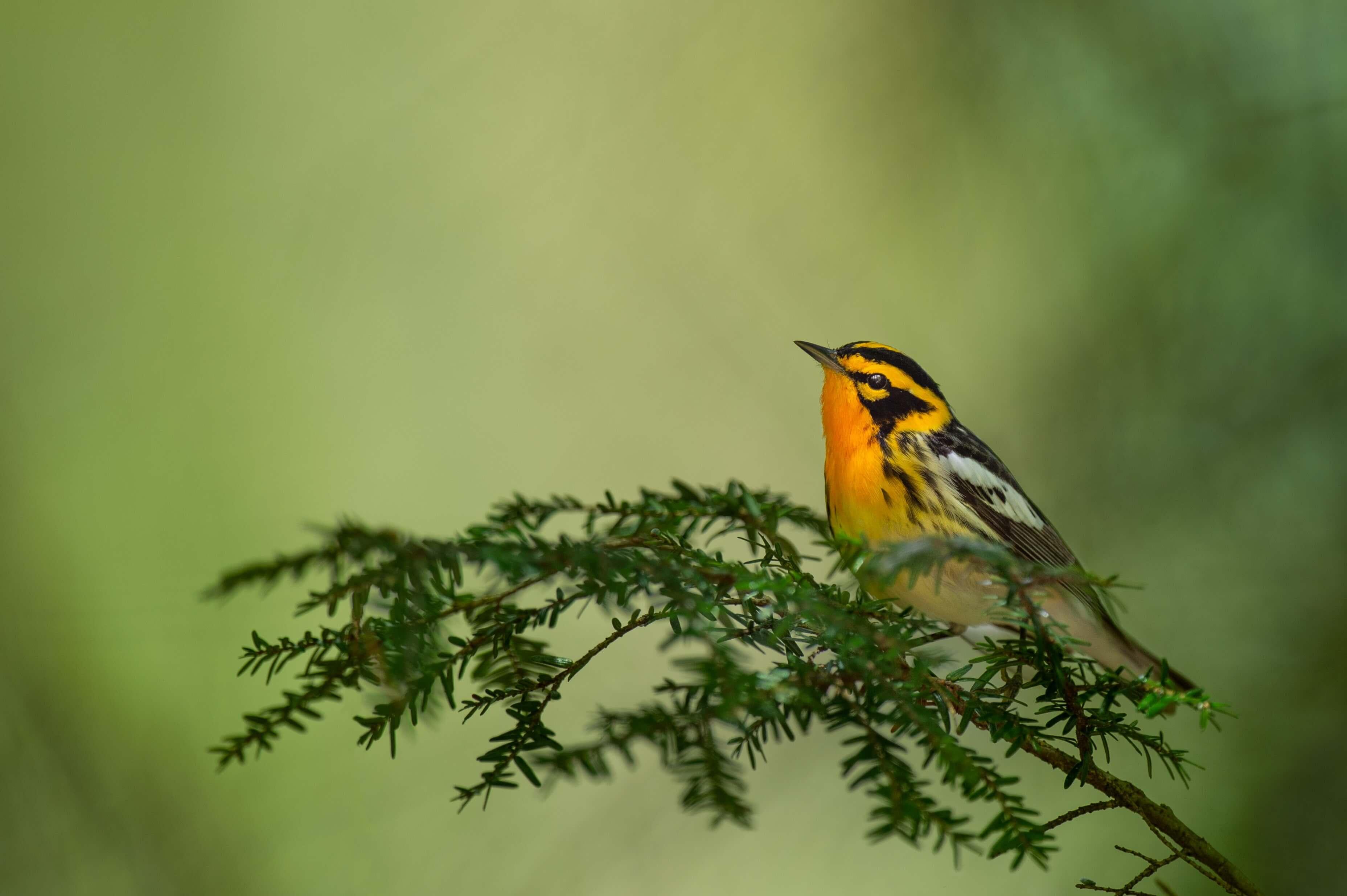 Blackburian Warbler on a pine tree limb