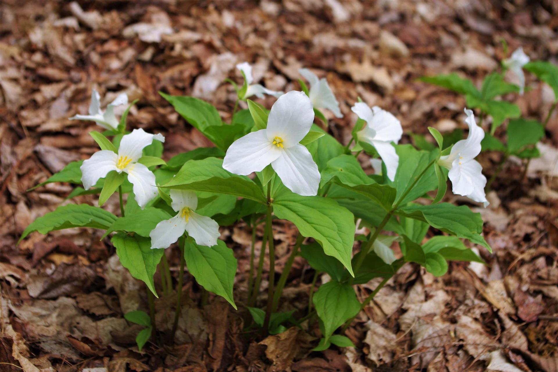 a small bunch of white trillium on the forest floor